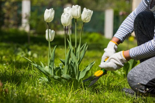 A gardener wearing white gardening gloves and a striped long-sleeve shirt is trimming a small white tulip bed in a lush, well-maintained garden with vibrant green grass, surrounding shrubs, and a wooden fence in the background. The tulips, standing tall with smooth, white petals and green leaves, are positioned in a neat flower bed edged with soil, contrasting with the bright green lawn. The garden appears to be outdoors in a temperate climate, with natural daylight illuminating the scene, likely during mild weather. This image exemplifies professional gardening and landscaping practices, suitable for services offered by companies like Hedge Trimming Victoria, particularly in residential gardens in the local area of Victoria.