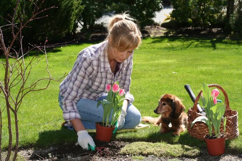 A woman with blonde hair tied back, wearing a plaid shirt and gloves, is kneeling on a well-maintained green lawn in a residential garden during daylight. She is tending to a flower bed bordered by grass, with her focus on planting or caring for pink tulips in small pots. Several tulips in full bloom are visible, with their bright pink petals contrasting against the rich, dark soil. Nearby, a small brown puppy is sitting attentively, watching the woman, with a wicker basket filled with more tulips next to it. The garden features tidy flower borders, lush trees, and shrubs in the background, providing a natural and inviting outdoor space typical of a suburban garden in the UK. The scene is illuminated by natural daylight, suggesting clear weather, and conveys a peaceful gardening activity. The setting aligns with professional gardening and hedge trimming services available in the Victoria area, emphasizing outdoor plant care and tidy landscaping.