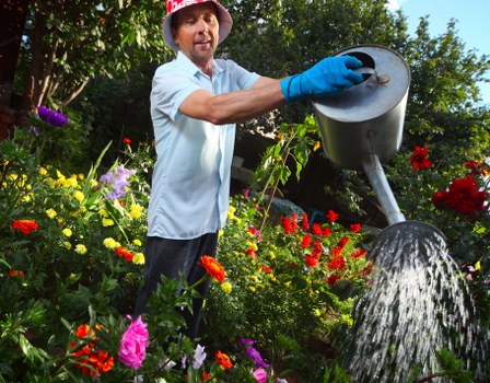 A man wearing a white shirt, a red hat, and blue gardening gloves is watering a vibrant flower bed with a large silver watering can in a well-maintained garden. The garden features a lush, green lawn in the foreground, edged by a variety of flowering plants and shrubs with bright red, purple, pink, and yellow blossoms. Behind him, taller trees provide shade and a natural backdrop, with their leaves creating dappled sunlight across the scene. The garden's borders include soil and mulch areas, and a wooden deck or paved pathway is partially visible. The weather appears to be sunny with clear skies, and the overall environment suggests a neatly landscaped outdoor space suitable for professional gardening and hedge trimming services in Victoria, as offered by Hedge Trimming Victoria.